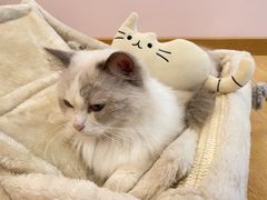 -猫咪派对(江南西店)