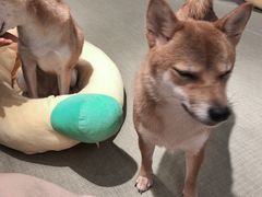 -逗柴咖啡屋·狗咖猫咖宠物桌游