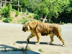 -大连森林动物园