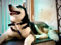 -喜柴咖啡·柴犬狗咖