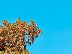 -南通洲际绿博园