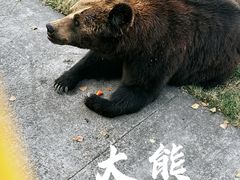 -上海野生动物园