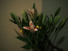 -循礼门鲜花花市(武汉循礼门店)