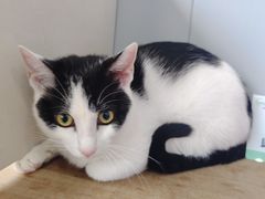 -伟伟宠物医院·瑞派猫友好医院·猫科(光谷店)