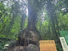 -莫里热带雨林景区