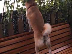 -柴犬高等学院·狗咖·柴犬售卖·宠物训练