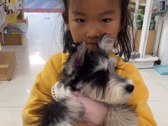 -翊宠yipet猫狗购宠庄园犬舍•猫舍