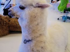 -Blue Concept Cafe&Farm·關於藍