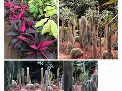 -呀路古热带植物园