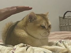 -四川老牛麻辣烫(北门桥店)