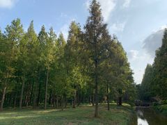 -黄海国家森林公园