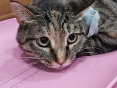 -瑞派名望志远动物医院·猫科·內科·异宠专科(直港大道店)