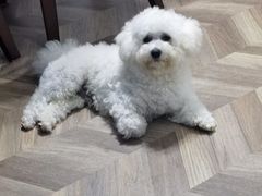 -唐小姐の猫狗洗护·购宠旗舰店(周浦万达店)