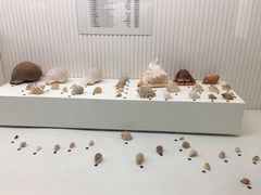 -青岛贝壳博物馆