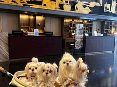 -成都安仁福朋喜来登酒店