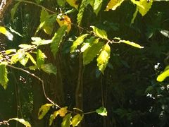 -热带雨林自然公园