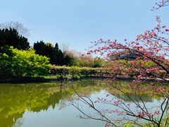 -嘉定紫藤园