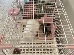 -宠物兔专门店(天丰利市场店)