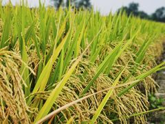 -中国天府农业博览园