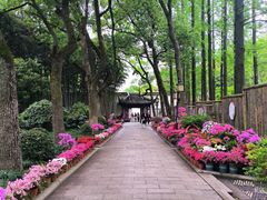 -上海醉白池公园