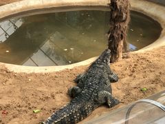 -西霞口神雕山野生动物世界