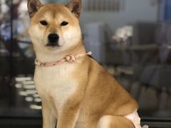 -柴犬小屋·柴餐厅·狗咖食堂(金鼎广场店)