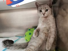-凯特喵百思猫专科医院