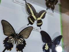 -上海大自然野生昆虫馆(东方明珠·爬宠昆虫探索中心)