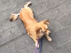 -芭比堂动物医院·24小时·眼科中心(深圳中心)