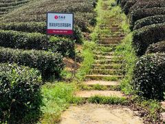 -龙坞茶村