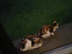 -扬州瘦西湖汇金酒店