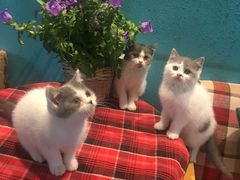 -海边的猫和咖啡馆