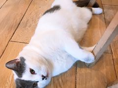 -Cappucimeow猫咪咖啡馆(韦伯时代店)