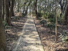 -上海佘山国家森林公园天马山园