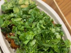 -油梨树 AVOCADO TREE(亮马桥店)