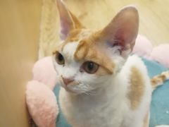 -momokira米努特·德文卷毛猫·棉花面纱犬