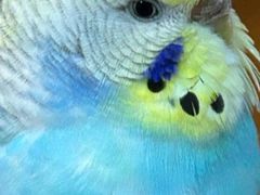 -立德异宠动物医院.兔鸟爬.内窥镜(天河店)