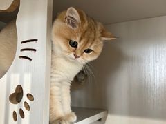 -东方名猫馆·英短金渐层布偶猫舍(环线广场1号楼店)