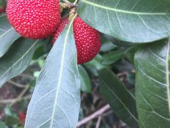 -西山樟坞健康果园枇杷杨梅采摘