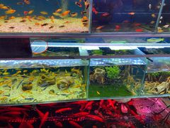 -双季花艺园艺市场(浦东店)