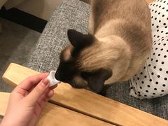 -有猫儿腻咖啡厅.猫咖