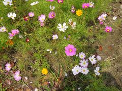 -歌斐颂巧克力小镇