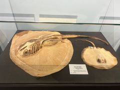 -大连自然博物馆