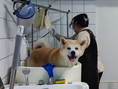 -派多格宠物·购宠(靛厂路店)