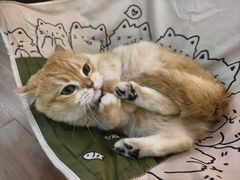 -李小姐の猫咖啡馆(五角场店)