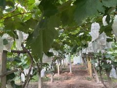 -马陆小张葡萄园农家乐