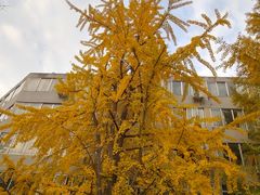 -四川大学(华西校区)