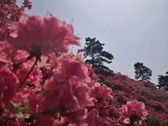 -木兰云雾山