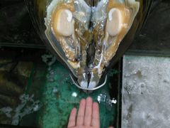 -蚝专家(北滘店)