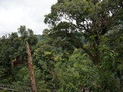 -清迈丛林飞跃 JungleFlight